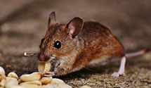 24 Hour & Emergency Exterminators in East Carolina University, NC